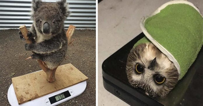 Trucos lindos que usan los cuidadores para pesar animales