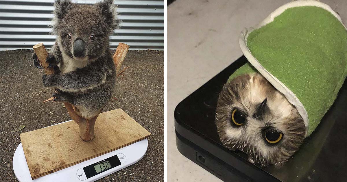 Trucos lindos que usan los cuidadores para pesar animales