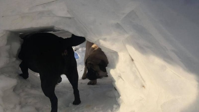Hombre convierte su patio trasero en un paraíso invernal para sus perros