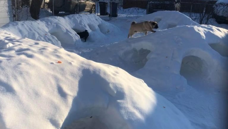 Hombre convierte su patio trasero en un paraíso invernal para sus perros