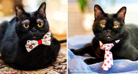 Un adorable gato con cejas blancas se está ganando el corazón de la gente en Internet