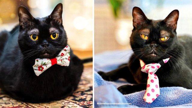 Un adorable gato con cejas blancas