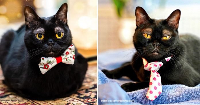 Un adorable gato con cejas blancas
