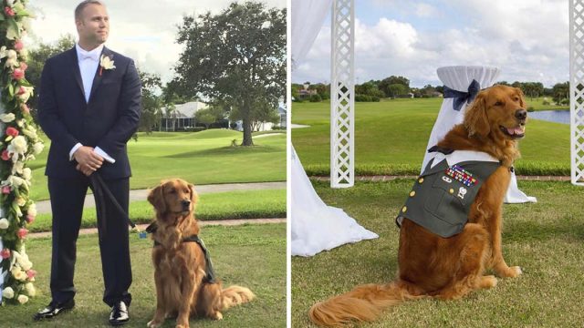 Veterano elige perro de servicio padrino de boda