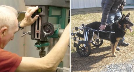 Veterinario jubilado construye sillas de ruedas para mascotas discapacitadas