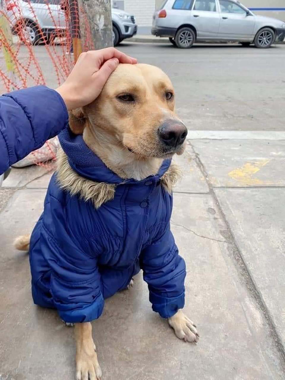 perrito espero 3 días a su dueño