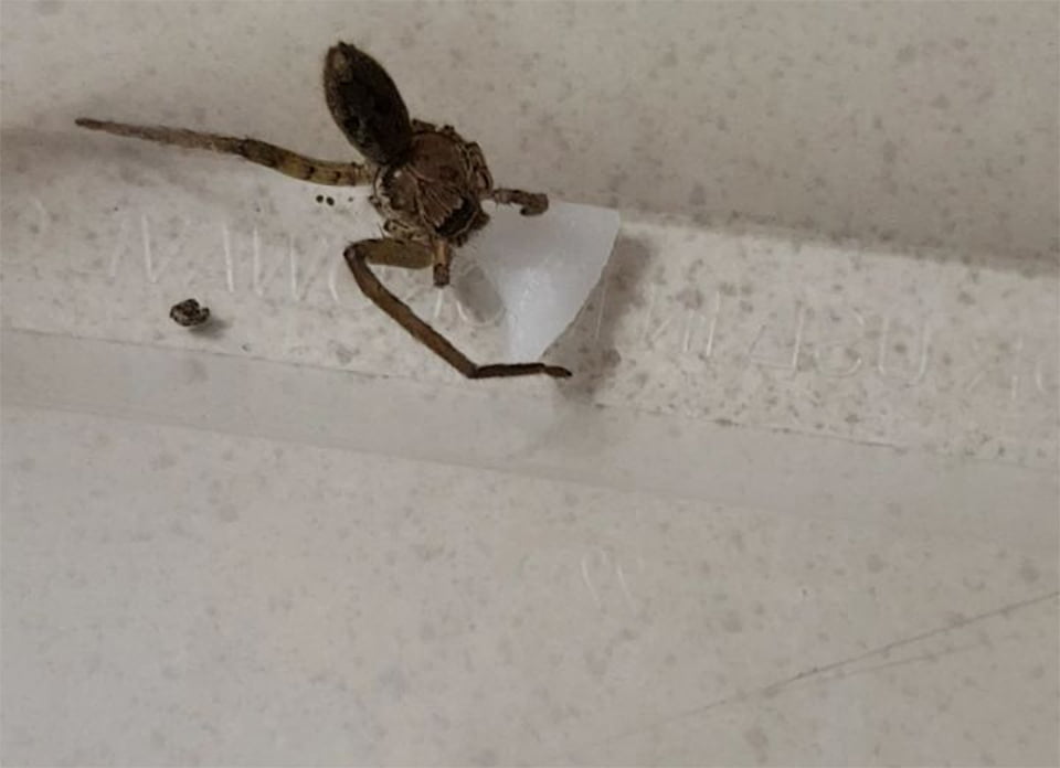 Araña sin patas