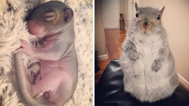 Ardilla bebé encontrada cama preferida familia