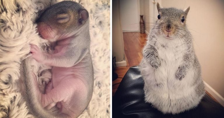 Ardilla bebé encontrada cama preferida familia