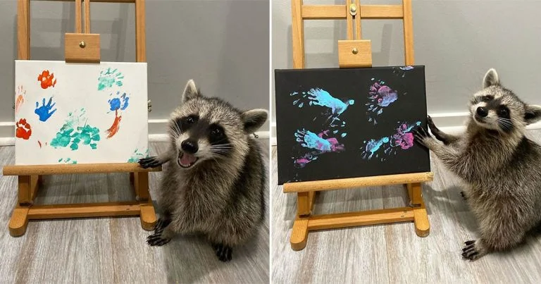Artistas mapaches posan orgullosos junto a sus pinturas y se ven tan felices