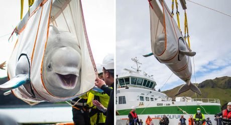 Ballenas beluga no paran de sonreír luego de ser rescatadas en China