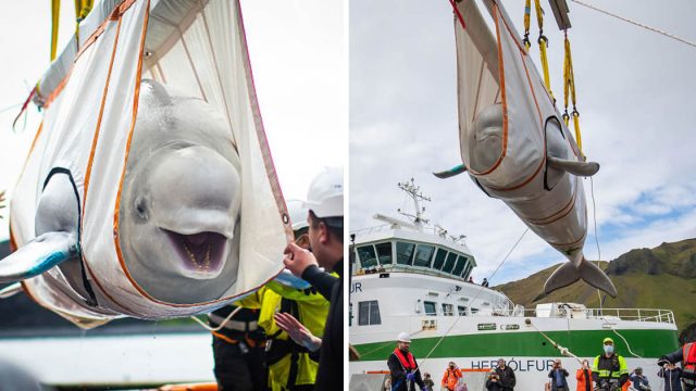Ballenas neluga sonríen rescatadas