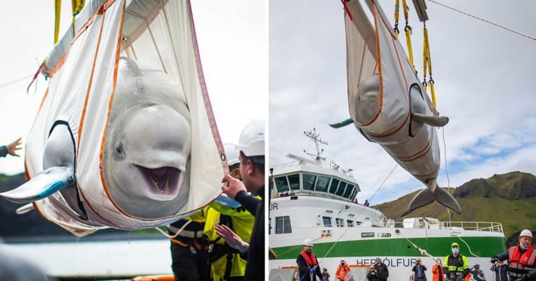 Ballenas neluga sonríen rescatadas