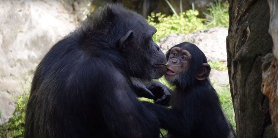 Bebé chimpancé y mamá