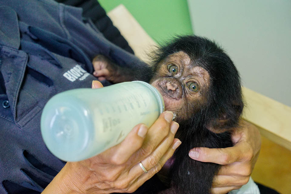 Bebé chimpancé comiendo