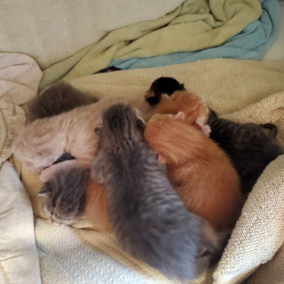 Bebés gatos