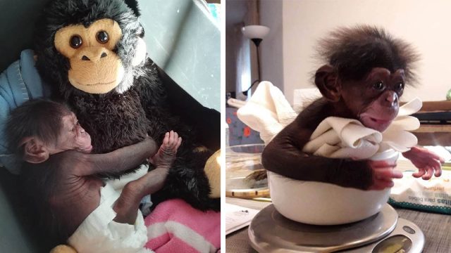 Bebé chimpancé abraza a mono de peluche al ser rechazado por su madre