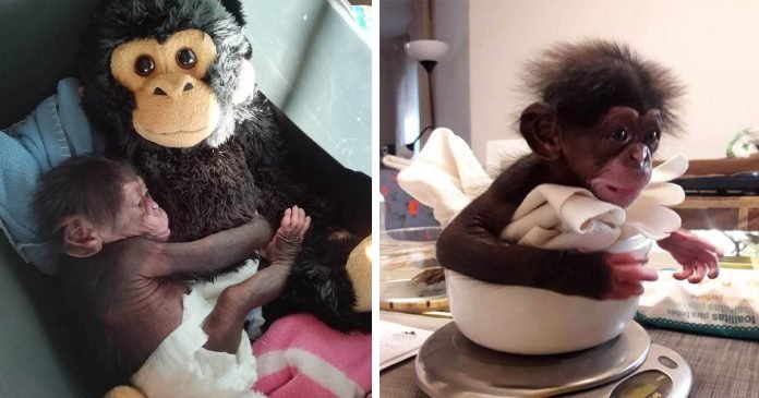 Bebé chimpancé abraza a mono de peluche al ser rechazado por su madre