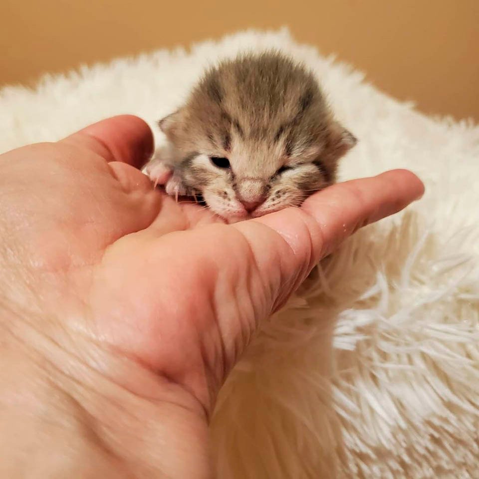 Bebé gatito