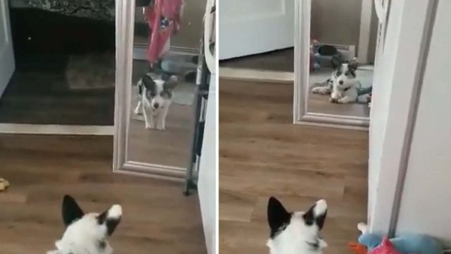 Cachorro convencido que intruso del espejo se esconde en algún lugar