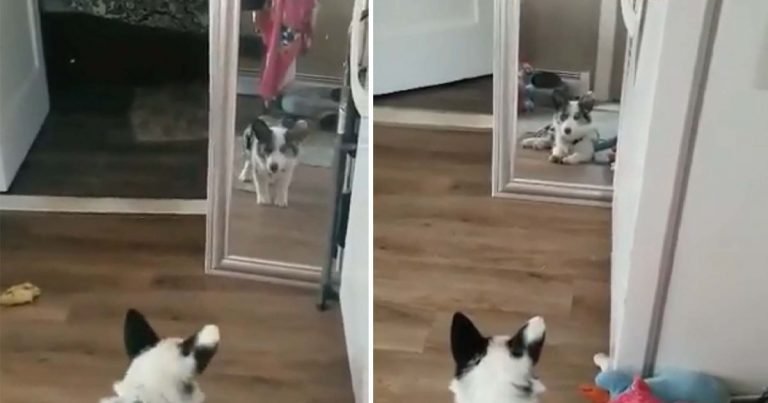 Cachorro convencido que intruso del espejo se esconde en algún lugar