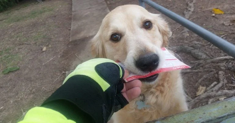 Cartero escribe pequeñas cartas para una perrita que ama recibir el correo