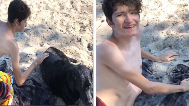 Chico tenía miedo perros acaricia cachorro
