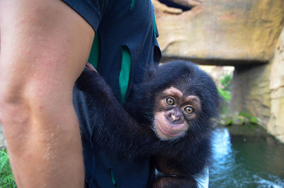 Chimpancé abraza a cuidador