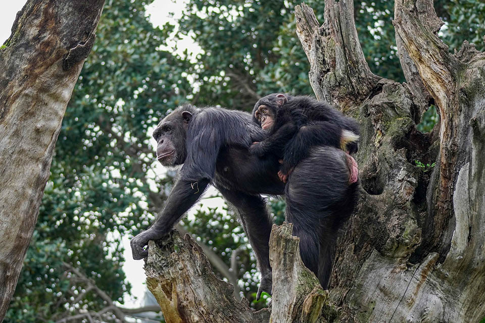 Chimpancés sobre un árbol