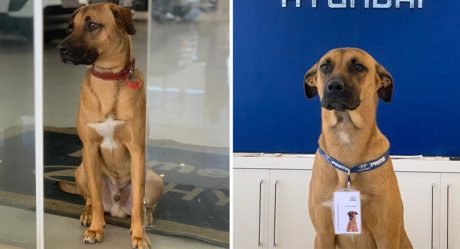 Concesionario en Brasil adoptó a un perro sin hogar y lo convierte en vendedor de autos