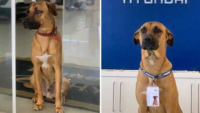 Concesionario adopta perro sin hogar Brasil