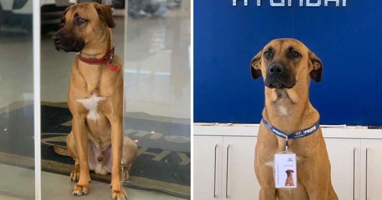 Concesionario adopta perro sin hogar Brasil