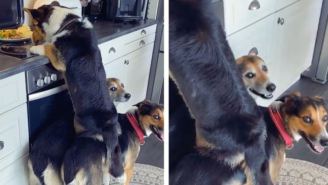 Corgi roba las sobras con la ayuda de sus hermanos