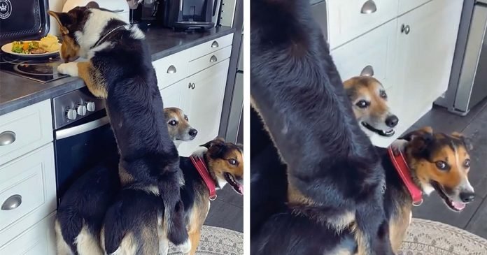 Corgi roba las sobras con la ayuda de sus hermanos