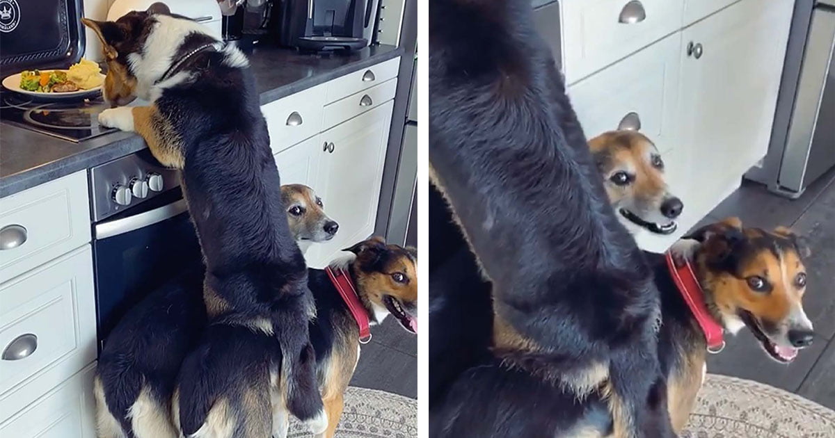 Corgi roba las sobras con la ayuda de sus hermanos