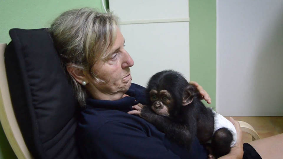 Cuidador y bebé chimpancé