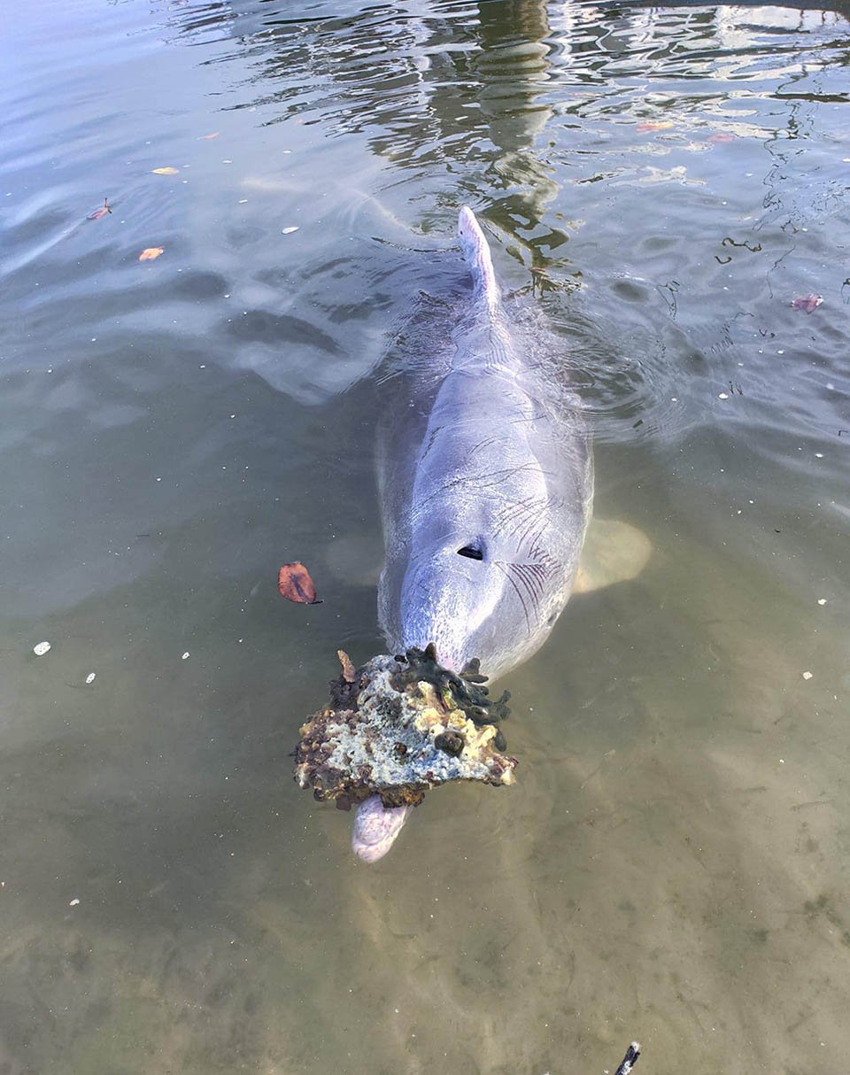 Delfín trae regalos del océano
