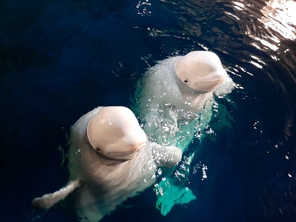 Dos ballenas beluga acuario