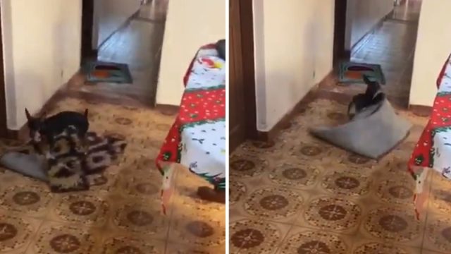 Dulce perrita mueve alfombras paso silla de ruedas abuelita