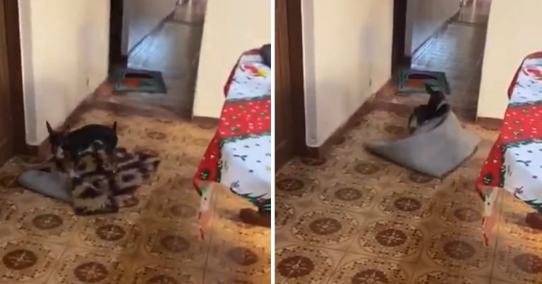 Dulce perrita mueve alfombras paso silla de ruedas abuelita
