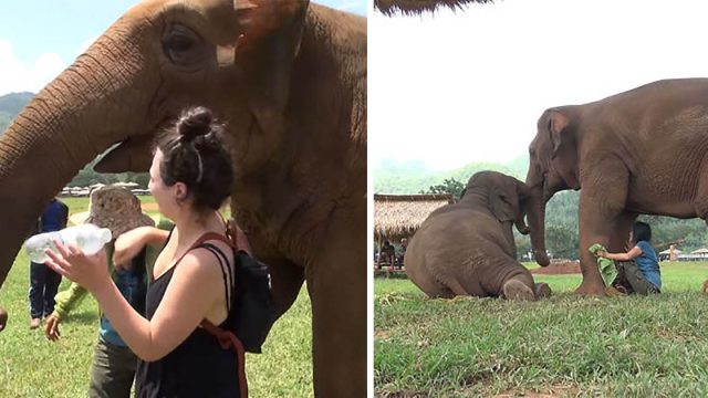 Elefante empuja a los visitantes para que cuidador pueda cantar a su bebé