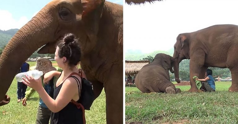 Elefante empuja a los visitantes para que cuidador pueda cantar a su bebé