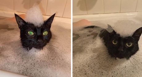 Este gato tiene que unirse a mamá cada vez que se baña