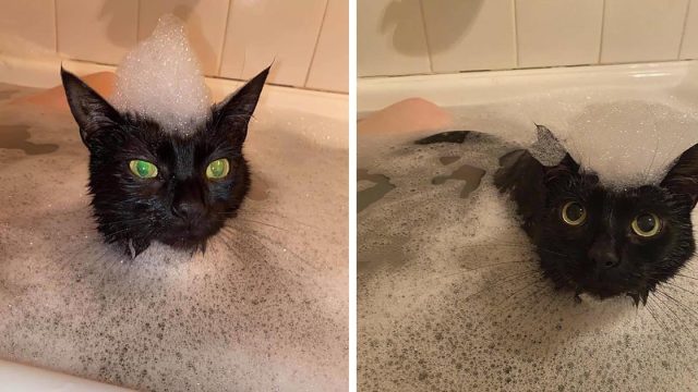 Este gato tiene que unirse a su madre cada vez que se baña