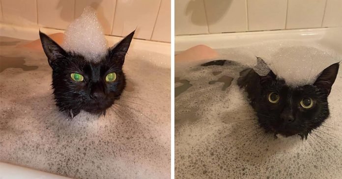 Este gato tiene que unirse a su madre cada vez que se baña