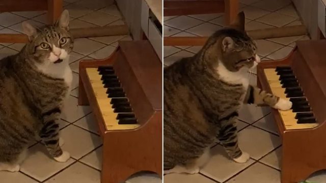 Este gato tiene un pequeño piano