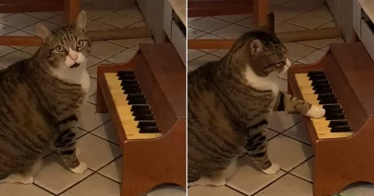 Este gato tiene un pequeño piano