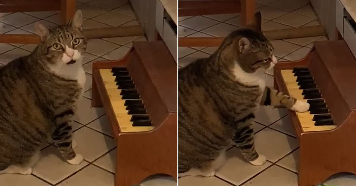 Este gato tiene un pequeño piano