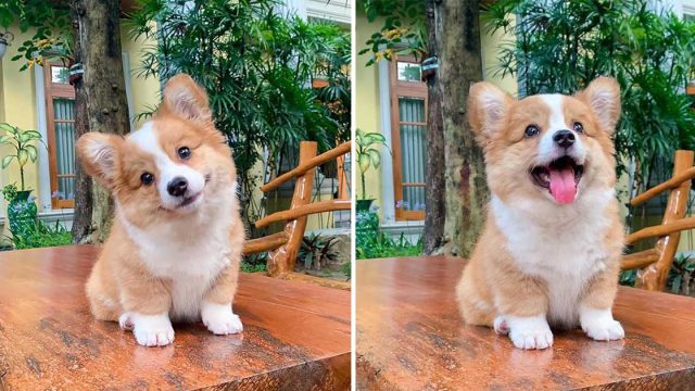 Este pequeño Corgi ama a todos y tiene una personalidad luchadora