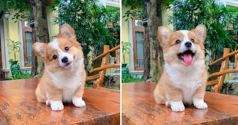 Este pequeño Corgi ama a todos y tiene una personalidad luchadora